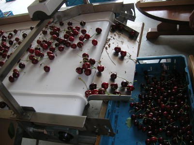 Cherry Sorting Belt SMO Machinebouw op maat (1)