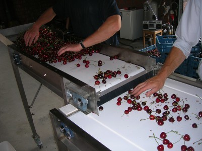 Cherry Sorting Belt SMO Machinebouw op maat (1)